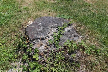 parkta bir eski ve çürük güdük yoktur 