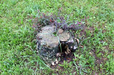 parkta bir eski ve çürük güdük yoktur 