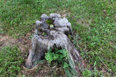 parkta bir eski ve çürük güdük yoktur 