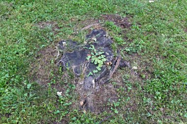 parkta bir eski ve çürük güdük yoktur 