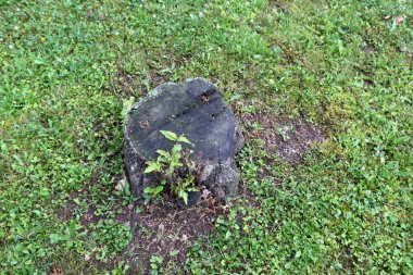 parkta bir eski ve çürük güdük yoktur 