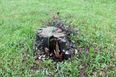 parkta bir eski ve çürük güdük yoktur 