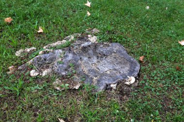 parkta bir eski ve çürük güdük yoktur 