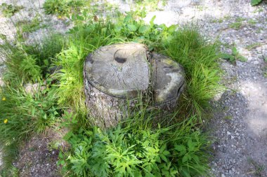 parkta bir eski ve çürük güdük yoktur 