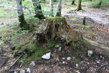 parkta bir eski ve çürük güdük yoktur 