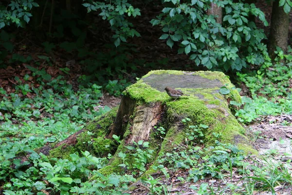 古いのおよび腐った切り株がある公園で — ストック写真