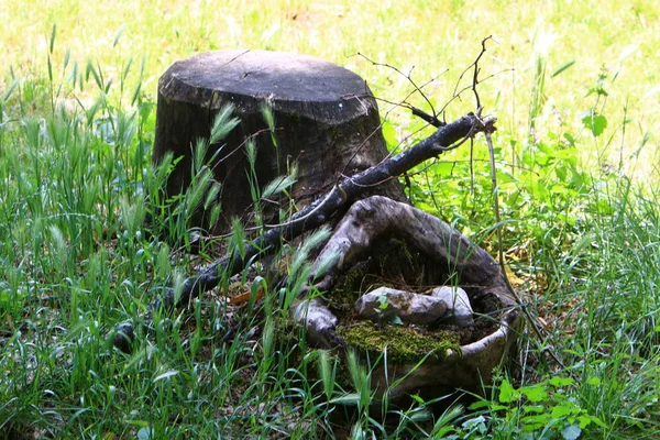 parkta bir eski ve çürük güdük yoktur 