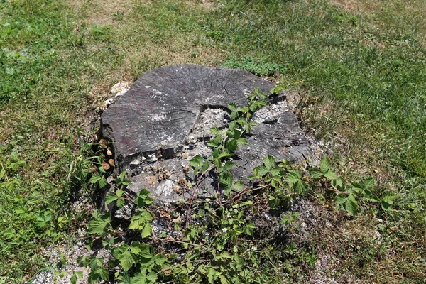 parkta bir eski ve çürük güdük yoktur 