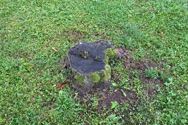 parkta bir eski ve çürük güdük yoktur 