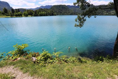 Alpler Slovenya Triglav Ulusal Parkı'nın eteklerinde bir dağ Gölü kıyısında 