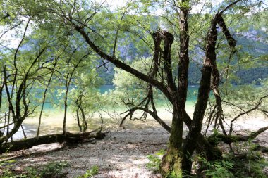 Alpler Slovenya Triglav Ulusal Parkı'nın eteklerinde bir dağ Gölü kıyısında 
