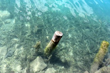 Alpler Slovenya Triglav Ulusal Parkı'nın eteklerinde bir dağ Gölü kıyısında 
