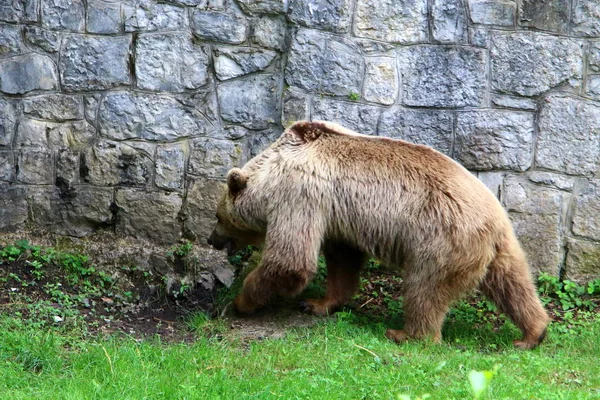 Stor Björn Bor Djurparken Ljubljana Slovenien — Stockfoto