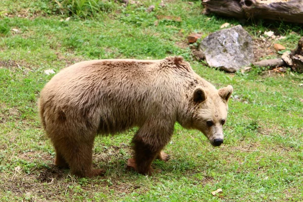 リュブリャナ スロベニアの動物園に住んでいる大きな熊 — ストック写真