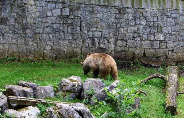 リュブリャナ スロベニアの動物園に住んでいる大きな熊 — ストック写真