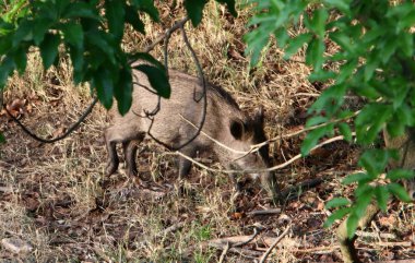 Ljubljana, Slovenya'da hayvanat bahçesi büyük yaban domuzu yaşıyor 