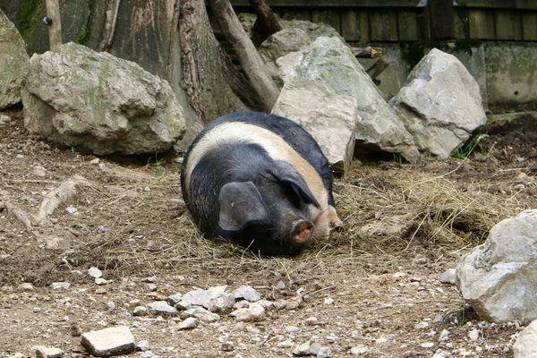 Velké Prase Žije Zoo Lublani Slovinsko — Stock fotografie