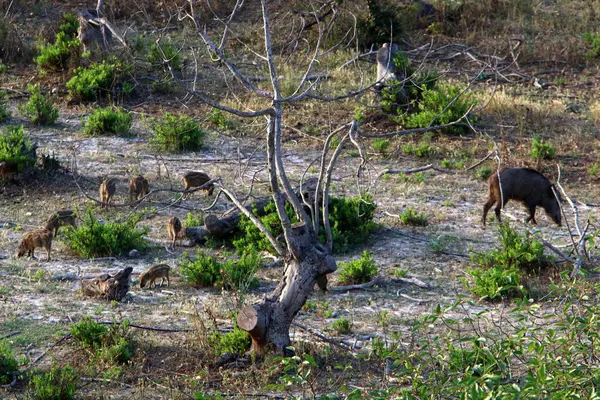 Javali Vive Zoológico Liubliana Eslovénia — Fotografia de Stock