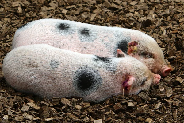 Javali Vive Zoológico Liubliana Eslovénia — Fotografia de Stock