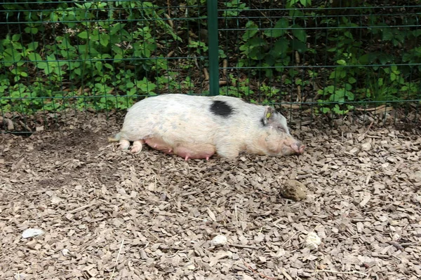 リュブリャナ スロベニアの動物園で大きなイノシシが住んでいます — ストック写真