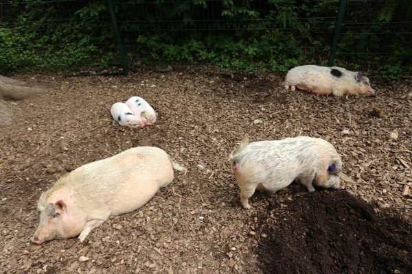 Grote Zwijnen Woont Dierentuin Ljubljana Slovenië — Stockfoto