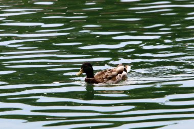 taze lake Bled Slovenya ördek yaşıyor 
