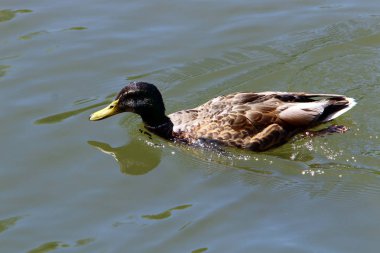 taze lake Bled Slovenya ördek yaşıyor 