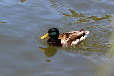 taze lake Bled Slovenya ördek yaşıyor 