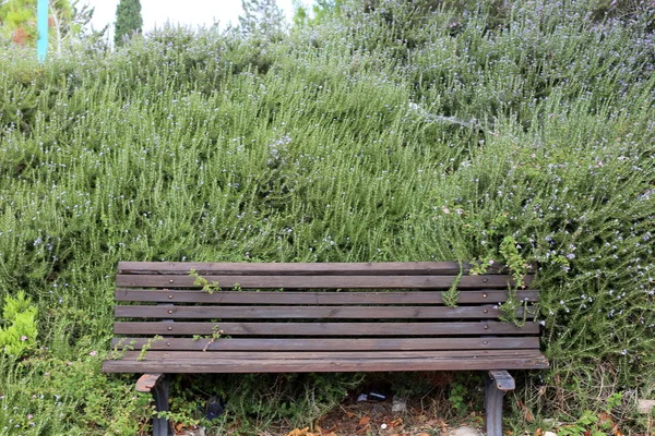 Скамейка Отдыха Стоит Открытом Парке Севере Израиля — стоковое фото