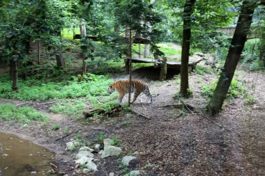 Ljubljana, Slovenya'da Hayvanat Bahçesi koca kaplan yaşıyor 