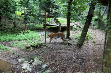 Ljubljana, Slovenya'da Hayvanat Bahçesi koca kaplan yaşıyor 