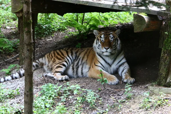 Duże Tygrys Mieszka Zoo Ljubljana Słowenia — Zdjęcie stockowe