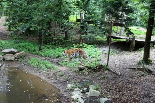 Großer Tiger Lebt Zoo Ljubljana Slowenien — Stockfoto