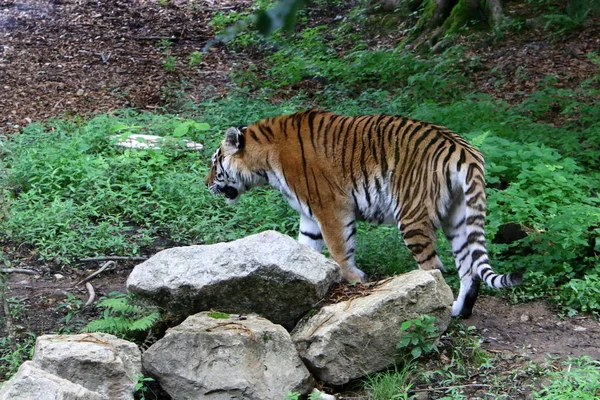 Grande Tigre Vive Zoológico Liubliana Eslovênia — Fotografia de Stock