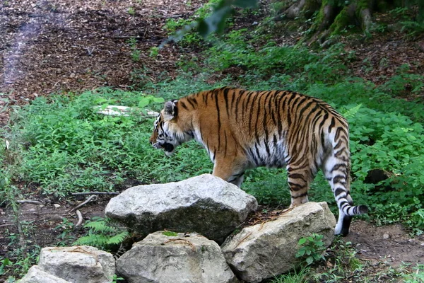 Gran Tigre Vive Zoológico Liubliana Eslovenia — Foto de Stock