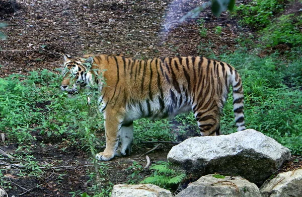 Grand Tigre Vit Dans Zoo Ljubljana Slovénie — Photo