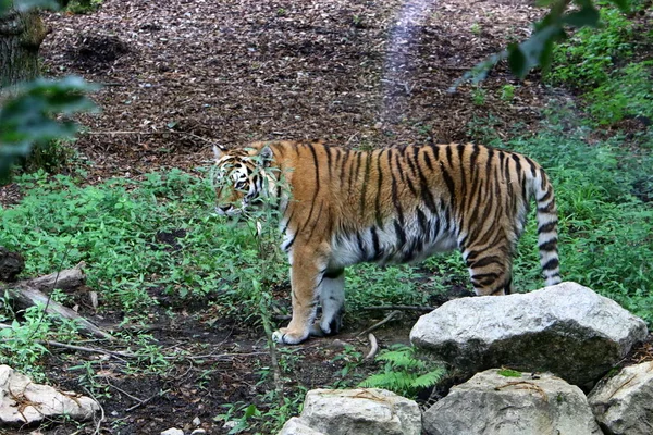 Grote Tijger Leeft Dierentuin Ljubljana Slovenië — Stockfoto