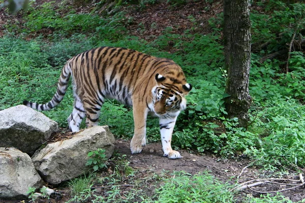 Большой Тигр Живет Зоопарке Любляне Словения — стоковое фото