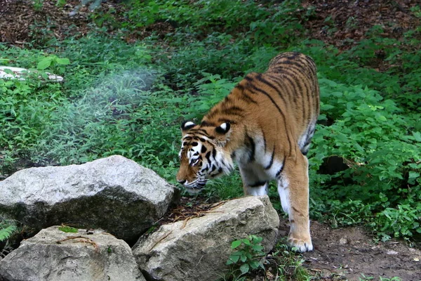 Μεγάλος Τίγρης Που Ζει Στο Ζωολογικό Κήπο Στη Λιουμπλιάνα Της — Φωτογραφία Αρχείου