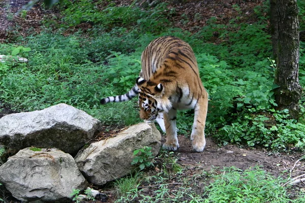 Gran Tigre Vive Zoológico Liubliana Eslovenia — Foto de Stock