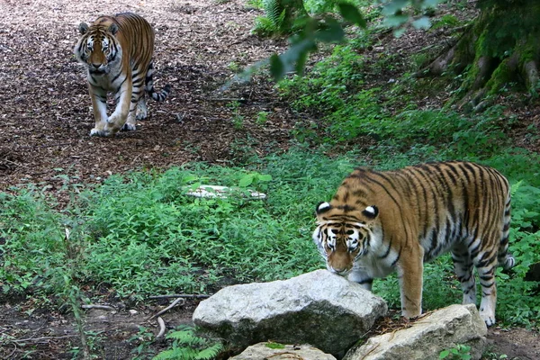 Grande Tigre Vive Zoológico Liubliana Eslovênia — Fotografia de Stock