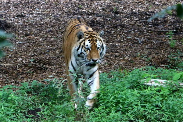 Большой Тигр Живет Зоопарке Любляне Словения — стоковое фото