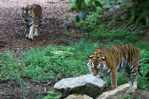 Gran Tigre Vive Zoológico Liubliana Eslovenia — Foto de Stock