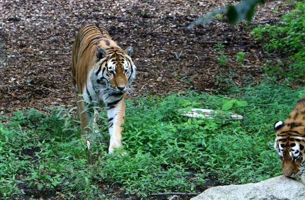 Duże Tygrys Mieszka Zoo Ljubljana Słowenia — Zdjęcie stockowe