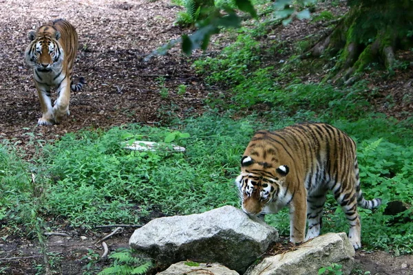 Duże Tygrys Mieszka Zoo Ljubljana Słowenia — Zdjęcie stockowe