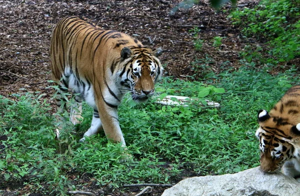 Stora Tiger Bor Djurparken Ljubljana Slovenien — Stockfoto