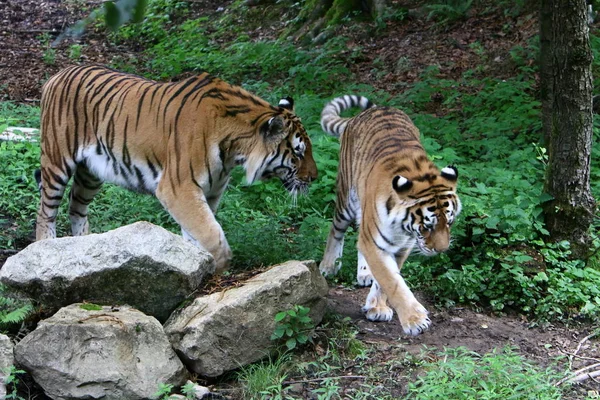 Velký Tygr Žije Zoo Lublani Slovinsko — Stock fotografie
