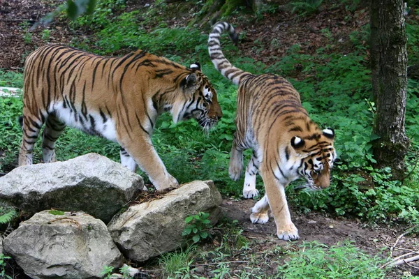 Nagy Tigris Állatkert Ljubljana Szlovénia — Stock Fotó