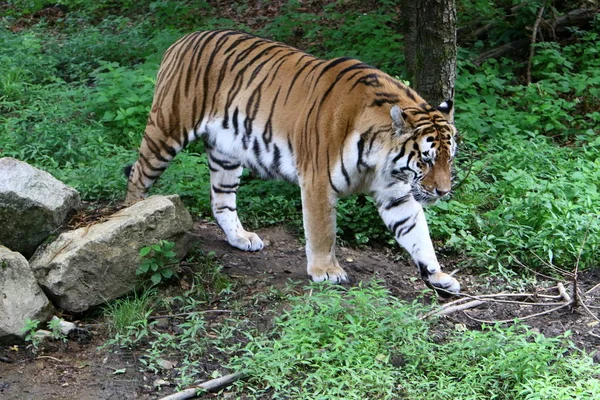 Grand Tigre Vit Dans Zoo Ljubljana Slovénie — Photo