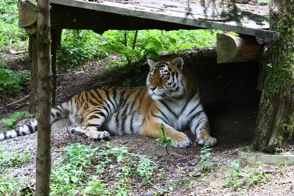 Stora Tiger Bor Djurparken Ljubljana Slovenien — Stockfoto